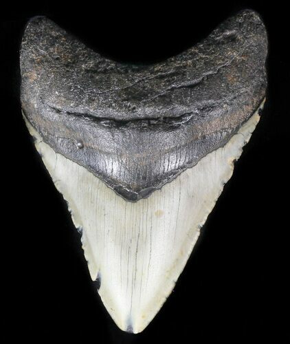 Megalodon Tooth - North Carolina #59062